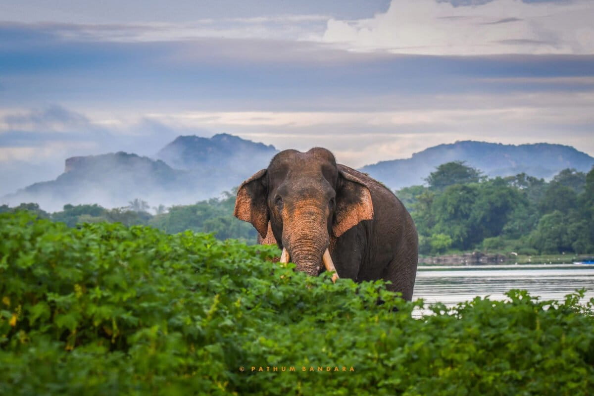 Death of iconic elephant in Sri Lanka pushes authorities to fast-track protection efforts